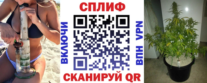 где можно купить   Кизилюрт  Канабис семена 